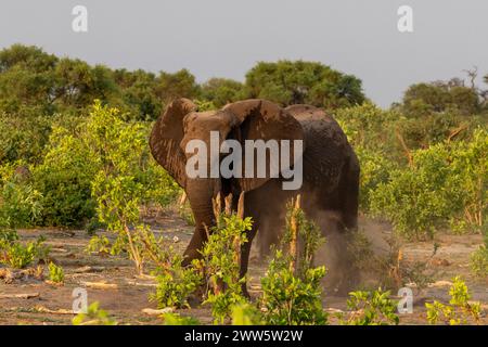 One elephant throwing up dust in Botswana, Africa Stock Photo