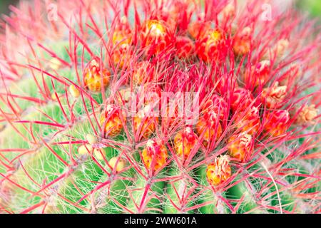 Close up of cactus with red flower in bloom in the botanical garden Stock Photo