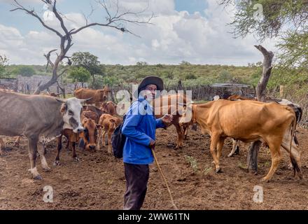 african old man with his cows in the kraal, village in south africa Stock Photo