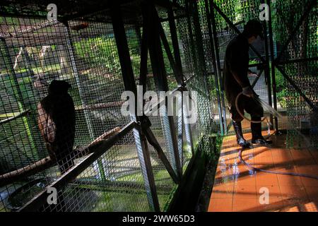 Animal keepers carry out routine cleaning cages in eagle enclosure area at Wildlife Rescue Center. Stock Photo