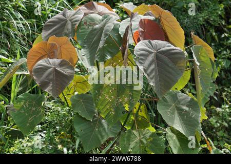 Macaranga grandifolia (Euphorbiaceae, nasturtium tree, parasol leaf tree, bingabing, Macaranga porteana) leaves. The leaves were used to wrap food Stock Photo