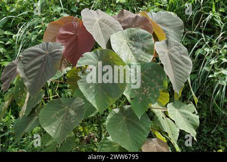 Macaranga grandifolia (Euphorbiaceae, nasturtium tree, parasol leaf tree, bingabing, Macaranga porteana) leaves. The leaves were used to wrap food Stock Photo