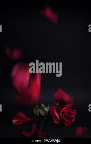 Close up image of a deep ruby red withering rose flower with drying or dried petals falling around the main flower. Black background. Portrait composi Stock Photo