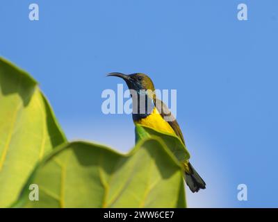 Close up of the Male Olive-Backed Sunbird Stock Photo