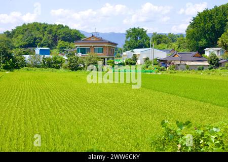 Goseong County, South Korea - July 30, 2019: Expansive rice farm fields in the foreground lead to quaint farmhouses and sheds, set against the serene Stock Photo