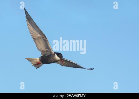 Whiskered tern (Chlidonias hybrida) hover in early blue sky in search for food with wide spreaded wings Stock Photo