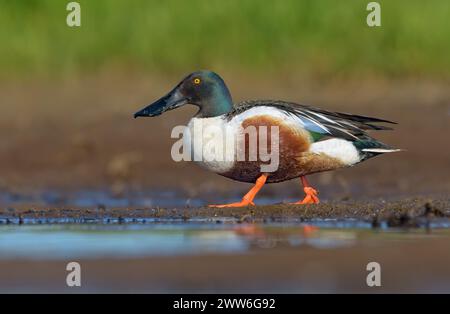 Adult male Northern Shoveler (Spatula clypeata) walks with full body display on shore in sunny morning Stock Photo