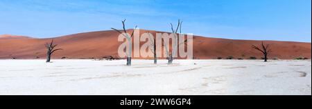 Panorama of dead camel thorn trees and the red dunes in Deadvlei near the famous salt pan of Sossusvlei. Deadvlei and Sossuvlei are located in the Nam Stock Photo