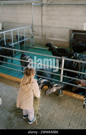 Little girl feeds hay to black goats leaning out from behind a fence in a pen on a farm. Back view Stock Photo