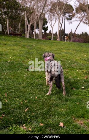 dog running in the park Stock Photo