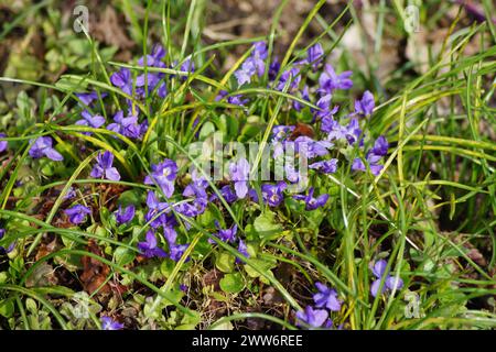 violet flowers of the spring flower fragrant violet Viola odorata Stock Photo