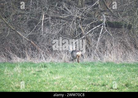 Deer on a meadow, attentive and feeding. Hidden among the bushes. Animal photo from nature Stock Photo