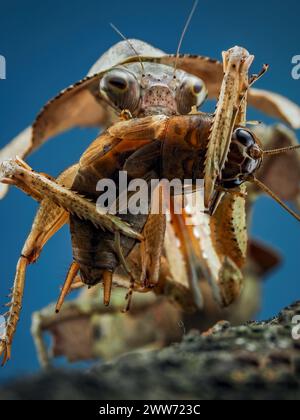 Dead Leaf Mantis on branch eating insect Stock Photo