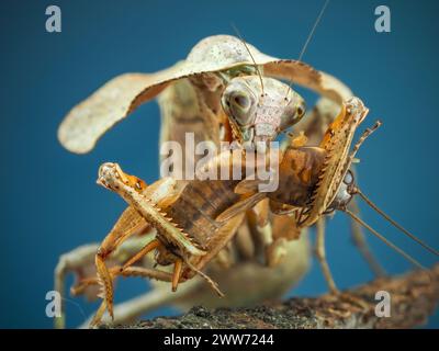 Dead Leaf Mantis on branch eating insect Stock Photo