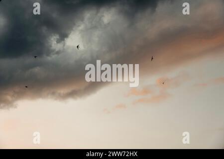 Birds flying under dramatic clouds Stock Photo