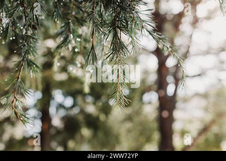 Raindrops on a fluffy fresh branches of larch. Close-up. Selective focus. Stock Photo