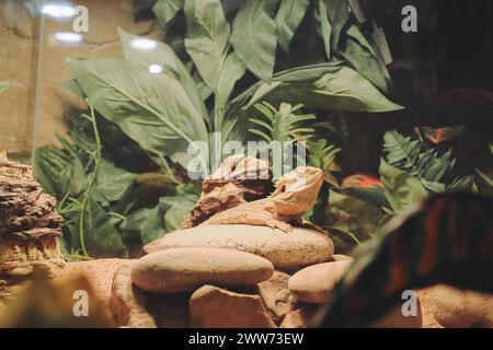Bearded Dragon Resting on Rocks in Terrarium Stock Photo
