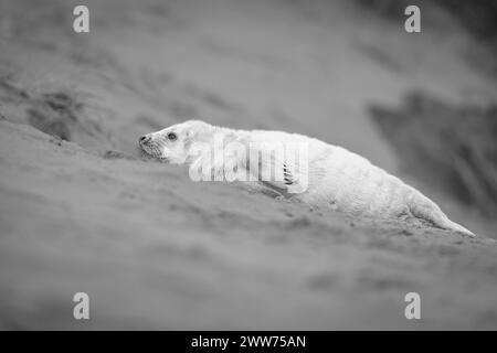 A Grey Seal pup climbing up a sand dune, Norfolk, UK. Stock Photo