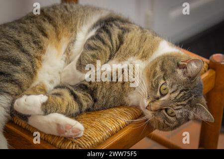 cat lying on chair, staring at camera, close up Stock Photo