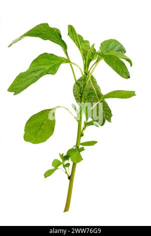 Amaranthus viridis, green amaranth, is a species of dicotyledonous plants in the Amaranthaceae family. Stock Photo