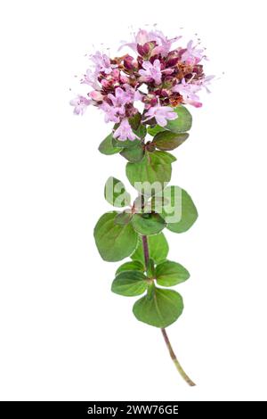 Leaves and flowers of common oregano or perennial marjoram. Stock Photo