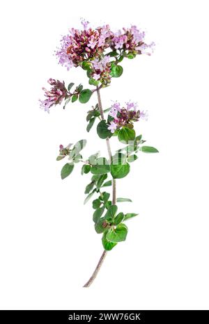 Leaves and flowers of common oregano or perennial marjoram. Stock Photo