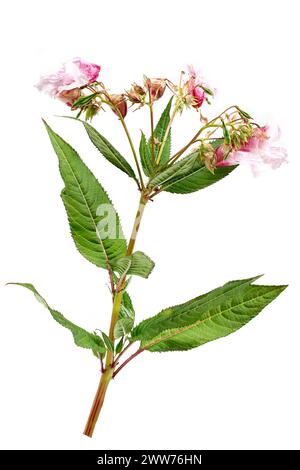 Himalayan balsam, impatiens glandulifera, is a species of flowering plant in the Balsaminaceae family. Stock Photo