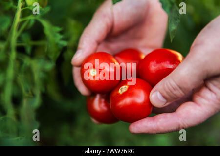 Close-up of a woman's hands holding organic cherry tomatoes Stock Photo