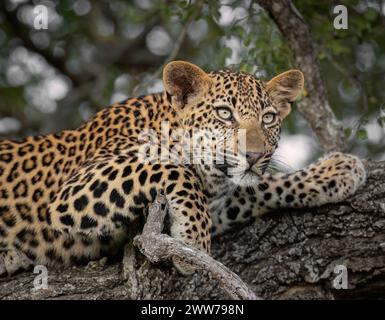 Leopard resting on a branch, avoiding the heat of the day in South Africa Stock Photo