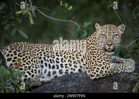 Female Leopard watches her cub patiently in Sabi Sands National Park Stock Photo