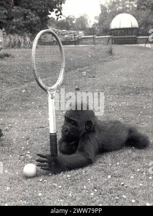 27/06/11 File Photo Dated 1971. Baby gorilla Kumba, plays with tennis racquet and ball on the lawn at Chessington Zoo. ..Wimbledon's closest zoo marks Stock Photo