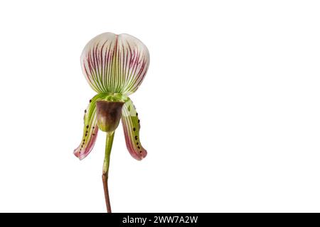 Closeup view of fresh purple green and white flower of blooming lady slipper orchid species paphiopedilum callosum isolated on white background Stock Photo