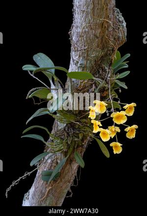 Closeup view of orchid species dendrobium lindleyi or Lindley's dendrobium growing on tree with yellow orange flowers isolated on black background Stock Photo