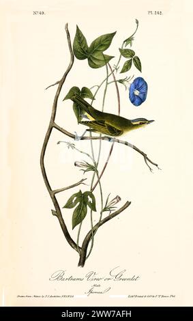 Old engraved illustration of Bartrams vireo or Greenlet (Vireo olivaceus). By J.J. Audubon: Birds of America, Philadelphia, 1840. Stock Photo
