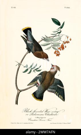 Old illustration of Black-throated wax-wing or Bohemian chatterer (Bombycilla garrulus). By J.J. Audubon: Birds of America, Philadelphia, 1840. Stock Photo