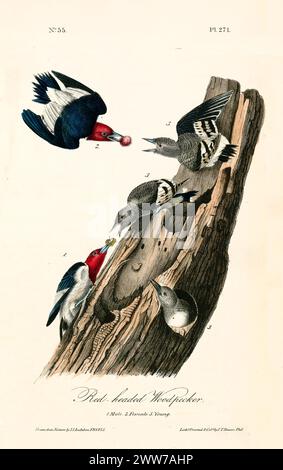 Old engraved illustration of Red-headed woodpecker (Melanerpes erythrocephalus). By J.J. Audubon: Birds of America, Philadelphia, 1840 Stock Photo