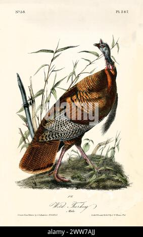 Old engraved illustration of Wild turkey male (Meleagris gallopavo). By J.J. Audubon: Birds of America, Philadelphia, 1840 Stock Photo