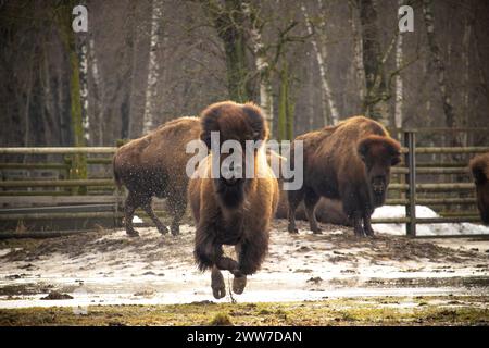 An American Bison Running.Spring is comming Stock Photo