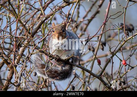 Grey Squirrel sitting in Hawthorn bush.  West Molesey, Surrey, England. Stock Photo