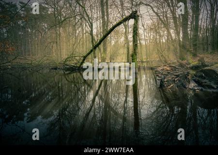 Misty autumn morning oak tree with winding branches. Along the path, a mossy oak with twisting branches in mist-enveloped, sunlit forest during autumn Stock Photo