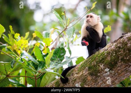 Fascinating white faced capuchin monkey eating a fruit on a tree log in Cahuita national park near Puerto Viejo in Costa rica, Central America Stock Photo