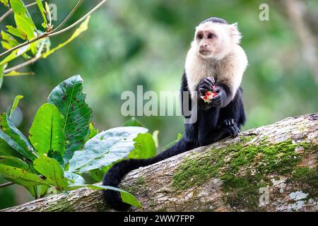 Fascinating white faced capuchin monkey eating a fruit on a tree log in Cahuita national park near Puerto Viejo in Costa rica, Central America Stock Photo