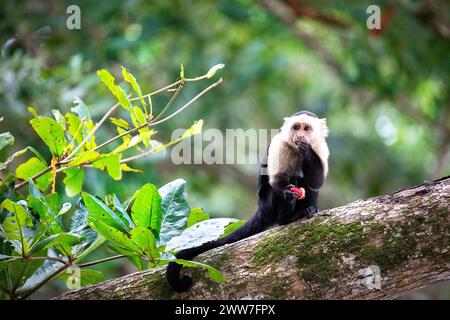 Fascinating white faced capuchin monkey eating a fruit on a tree log in Cahuita national park near Puerto Viejo in Costa rica, Central America Stock Photo