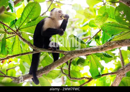 Fascinating white faced capuchin monkey eating a fruit on a tree branch in Cahuita national park near Puerto Viejo in Costa rica, Central America Stock Photo