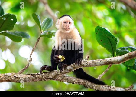 Fascinating white faced capuchin monkey eating a fruit on a tree branch in Cahuita national park near Puerto Viejo in Costa rica, Central America Stock Photo