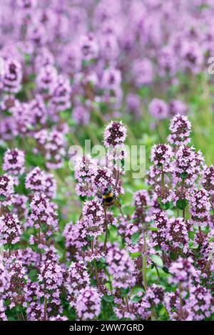 Bombus terrestris on Thymus vulgaris flowers. Bumblebee on Thyme flowers. Stock Photo