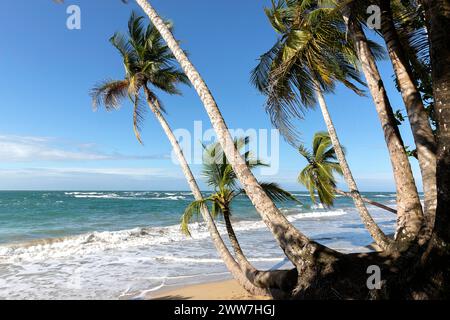 Palm trees overlooking the Caribbean Sea near Puerto Viejo on Costa Rica's Caribbean coast, with a sandy beach and beautiful tropical coastline. Stock Photo