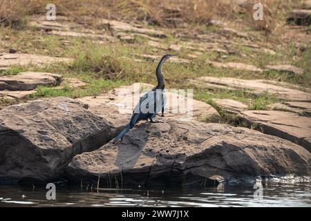 African anhinga (Anhinga melanogaster rufa or Anhinga rufa) preening. This waterbird, also called the African darter, has a long snake-like neck and d Stock Photo