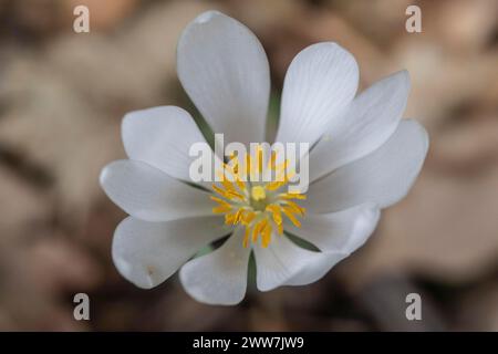 Canadian bloodroot (Sanguinaria canadensis), Emsland, Lower Saxony, Germany Stock Photo