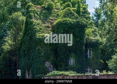 House, completely overgrown, wild vine, boston ivy (Parthenocissus tricuspidata), botanical garden administration, Hortus medicus, old town, Giessen Stock Photo